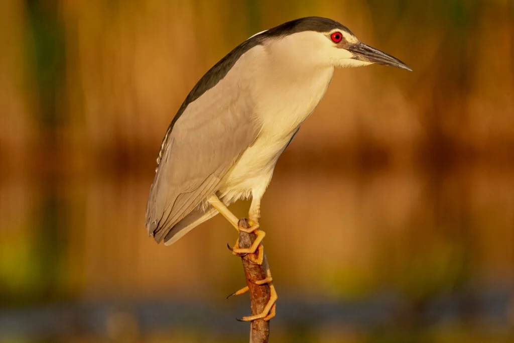 Ślepowron łac. Nycticorax nycticorax siedzący na gałęzi z ze spokojnym brązowym tłem. Fotografia z Delty Dunaju Rumunia.